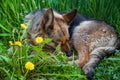 Sleeping dog on grass Royalty Free Stock Photo