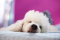 Sleeping dog head in romm Royalty Free Stock Photo