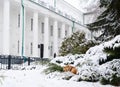 Sleeping dog on old ukrainian university named by Gogol