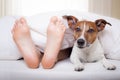 Sleeping dog and owner Royalty Free Stock Photo