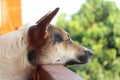 The sleeping dog put his head on the house railing. Royalty Free Stock Photo