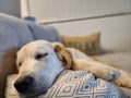 Sleeping Dog Resting on Pillow on Couch Indoors Royalty Free Stock Photo