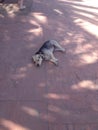 Sleeping Dog in the Shade Royalty Free Stock Photo