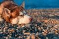 Sleeping dog. Siberian husky is sleeps on the shore. Relaxed husky dog in summer evening on the pebble sea beach. Royalty Free Stock Photo