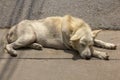 Sleeping dog on the sidewalk Royalty Free Stock Photo