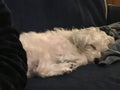 Sleeping Dog