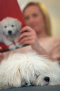 Sleeping dog, sofa and woman with reading, learning or relax for animal, calm or quiet in home. Blurred background