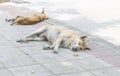 Sleeping dog on the street Royalty Free Stock Photo