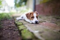 Sleeping dog Royalty Free Stock Photo