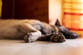 Sleeping dog on the tiled floor. Dog paws with nails closeup. Selective focus. Royalty Free Stock Photo