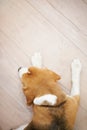 Sleeping dog on wooden floor Royalty Free Stock Photo