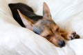 Sleeping doggy Royalty Free Stock Photo