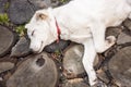 Sleeping doggy Royalty Free Stock Photo