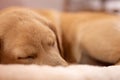 Sleeping doggy portrait Royalty Free Stock Photo