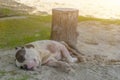 Sleeping dogs on the beach on daylight Royalty Free Stock Photo