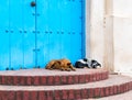 Sleeping Dogs in Cuba Royalty Free Stock Photo