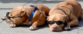 Sleeping dogs Royalty Free Stock Photo