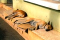 Sleeping dogs Royalty Free Stock Photo