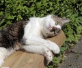 Sleeping domestic cat on the garden bench