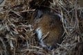 Sleeping dormouse