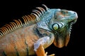 Sleeping dragon - Green iguana isolated on black