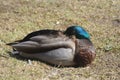 Sleeping duck Royalty Free Stock Photo