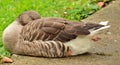 Sleeping goose on the edge of the road Royalty Free Stock Photo