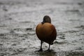 Sleeping duck in the mud.