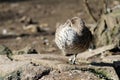 Sleeping duck standing on one leg