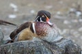 Sleeping duck on a stone.