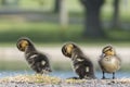 Sleeping ducklings