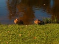 Sleeping ducks on the lake Royalty Free Stock Photo