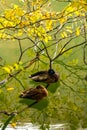 Sleeping ducks in the lake Royalty Free Stock Photo