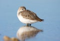 Sleeping dunlin Royalty Free Stock Photo