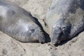 Two elephant seals at the californian coast