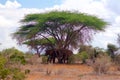 Sleeping elephants in Kenya Tsavo National Park Africa