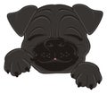 Sleeping face of black pug