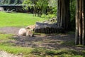 The sleeping family of capybaras on the grass in the sunny day.