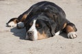 Sleeping farm-dog - St. Bernard dog