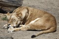 Sleeping female lion Royalty Free Stock Photo