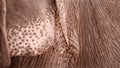 Asian Elephant sepia study _ear pattern 4