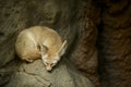 Sleeping Fennec Fox