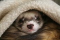 Sleeping Ferret Royalty Free Stock Photo