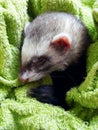 Sleeping ferret Royalty Free Stock Photo