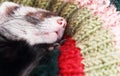 Sleeping ferret Royalty Free Stock Photo