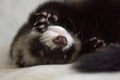 sleeping ferret