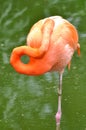 A sleeping flamingo bird Royalty Free Stock Photo