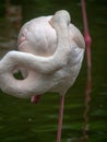 Sleeping flamingo