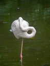 Sleeping flamingo