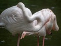 Sleeping flamingo